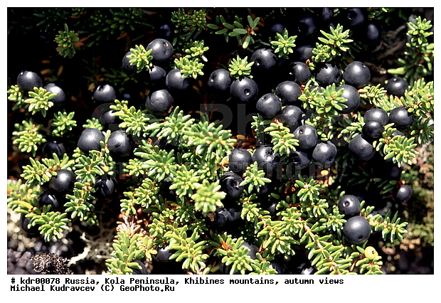 ���������� �������, ������, �������� ���������, ������ ������, ����, ���� ������, ���������, �������� ����������, ��������, ����������� ����, �����, ���������, ��������������, ���������, ������, ������, �����, ������, ������, �����, �����, �����