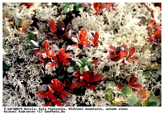 ���������� �������, ������, �������� ���������, ������ ������, ����, ���� ������, ���������, �������� ����������, �������, ��������, ����������� ����, ����, ������, ���, �����, ���������, ��������������, ������, �����, ������, �����, ��������, �����, �����