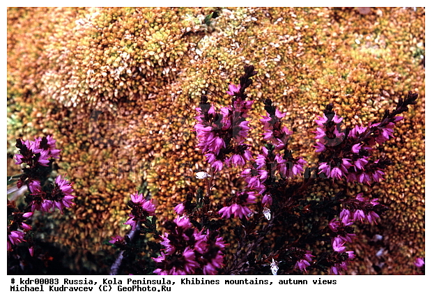 ���������� �������, ������, �������� ���������, ������ ������, ����, ���� ������, ���������, �������� ����������, ���, ���, ��������������, ������, ������