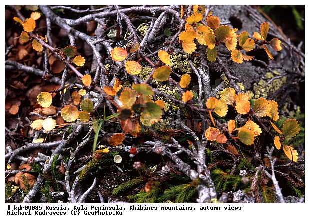 ���������� �������, ������, �������� ���������, ������ ������, ����, ���� ������, ������, ���������, ������, ���������� ����� ��������������, �������� ����������, ��������, ����������� ����, ����, ������, �����, ���������, ��������������, ������, ���������, ����������, �����, ������