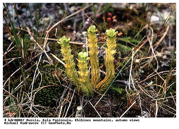 ���������� �������, ������, �������� ���������, ������ ������, ����, ���� ������, ���������, �������� ����������, �����, ��������������, ������, ������