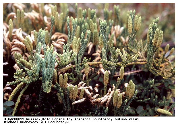 ���������� �������, ������, �������� ���������, ������ ������, ����, ���� ������, ���������, �������� ����������, �����, ��������������, ������, ������