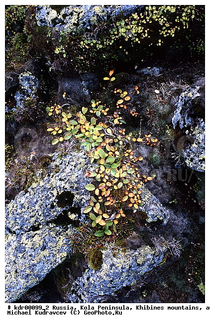 ���������� �������, ������, �����, �������� ���������, ������ ������, ����, ���� ������, ������, ���������, ������, ������, ���������� ����� ��������������, �������� ����������, ��������, ����������� ����, �����, ���������, ��������������, ������, ���������, ����������, �����, ������