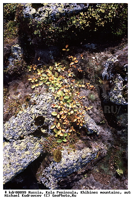 ���������� �������, ������, �����, �������� ���������, ������ ������, ����, ���� ������, ������, ���������, ������, ������, ���������� ����� ��������������, �������� ����������, ��������, ����������� ����, �����, ���������, ��������������, ������, ���������, ����������, �����, ������