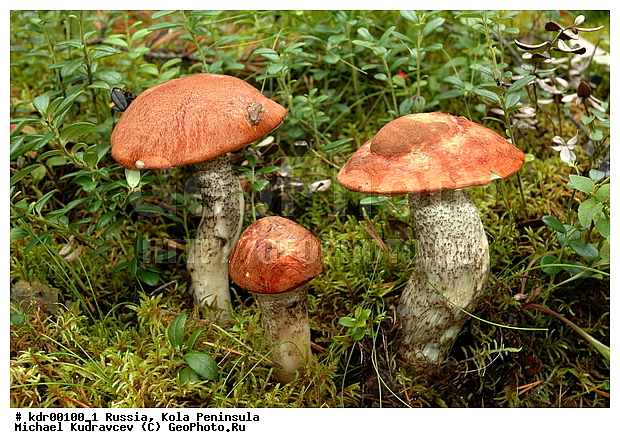 �������, ��������, ������, ����, �����, �����, ������