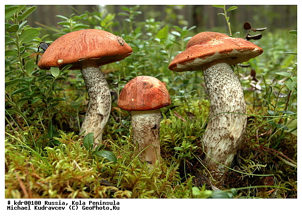 �������, ��������, ������, ����, �����, �����, ������