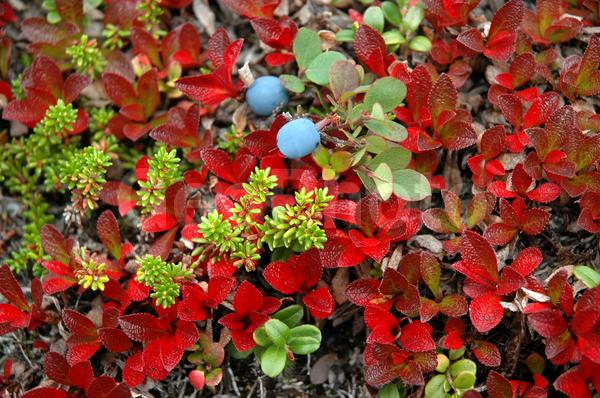 ���������� �������, ������, ������, �������, ��������, ��������, ����, ���� ������, ���������, �������� ����������, �������, ����, ������, ������, �����, �����, �����