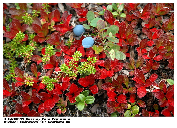 �������, ��������, ������, ����, �����, �����, ������