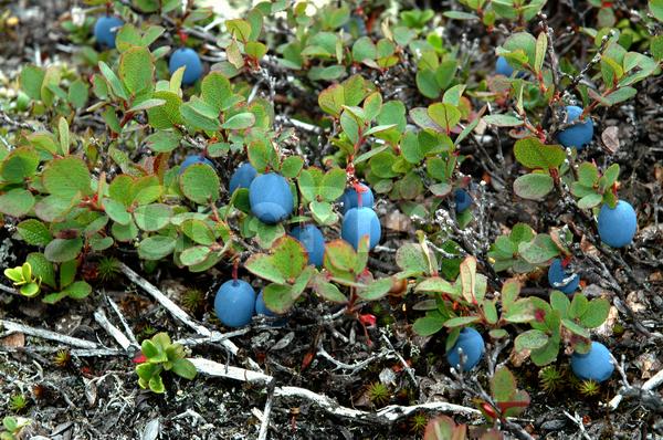 ���������� �������, ������, ������, �������, ��������, ����, ���� ������, ���������, �������� ����������, ����, ������, ������, �����, �����