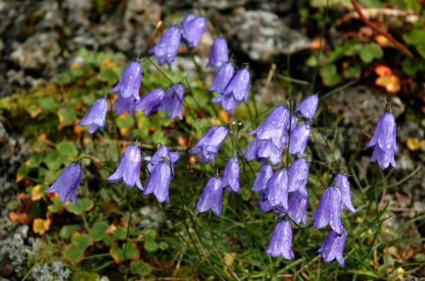 Campanula sp, ���������� �������, ������, ����, ���� ������, �����, ����������, ���������, �����, �����������, �������� ����������, �����, ������, ������, �����, �����