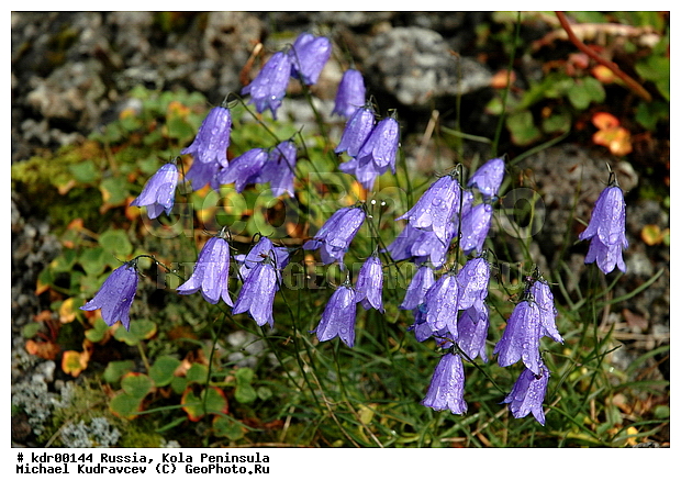 �������, ��������, ������, ����, �����, �����, ������