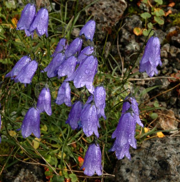 Campanula sp, ���������� �������, ������, ����, ���� ������, �����, ����������, ���������, �����, �����������, �������� ����������, �����, ������, ������, �����, �����