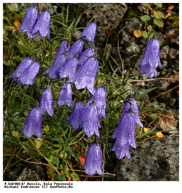 �������, ��������, ������, ����, �����, �����, ������