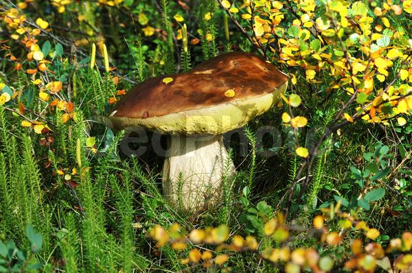 ���������� �������, ������, ����� ����, ����, ���� ������, ����, ������, ���������, �������� ����������, ������, ���, �����, ������, ������