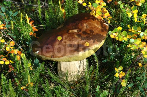 ���������� �������, ������, ����� ����, ����, ���� ������, ����, ������, ���������, �������� ����������, ������, ���, �����, ������, ������