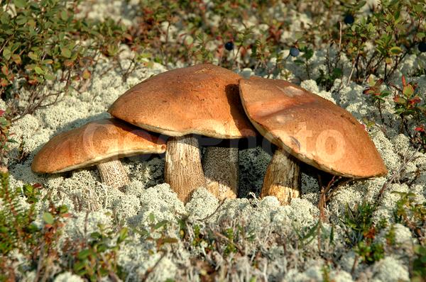 ���������� �������, ������, ����, ���� ������, ����, ���������, �������� ����������, �����, ���, �����, �����������, ������, ������, ������, �����