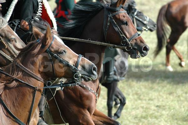 ��������, ������������� �����, �����, �����, �������, �����, ������-������������ �������������, ������-������������, �����, ������, �����, ������, ������������, ����������, ���������, ����, ������, ������, ������, �����, �������, �������������, �������, �������������, �������, �������, ��������, �������, ������������, ����, ��������, ���������, �����������, ���, ��������, ��������, �������������, �������������, �����, �����, XYZ, ���������, Equidae, �������� ������, Equus ferus caballus