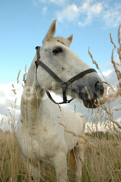 ��������, ������������� �����, �����, �������, �����, �����, ������-������������ �������������, ������-������������, �����, ������, ������������, ����, ������, ������, �����, �������, �������������, �������, �������������, �������, ��������, �������, ������������, ���������, �����������, ���, ��������, ��������, �������������, �������������, �����, �����, XYZ, ���������, Equidae, �������� ������, Equus ferus caballus