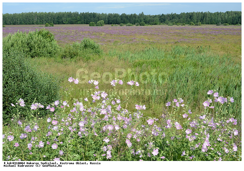 �����������, ��������� ������, ��������, ����������, ���������� �������, ������