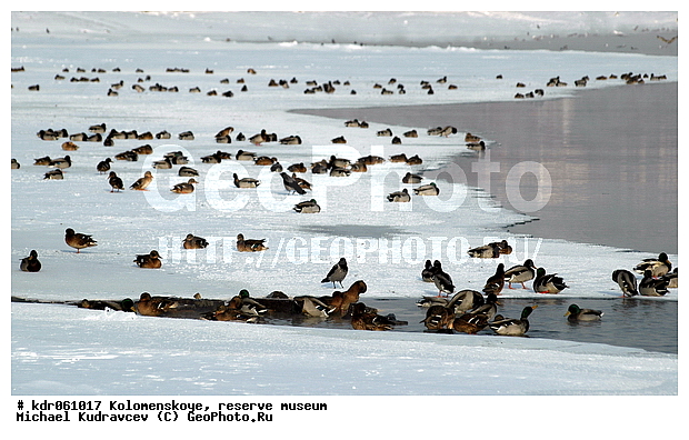 Anas platyrhynchos, �����������, ������, �����-����������, �����, ����, ������, ���������, �����, �����, �����, ������ �����, ���������, ����, ����, ����-������, ����, �����, �����������������, ������������� �����, XYZ, ������, Anatidae, ������, Anas platyrhynchos, �����������������, ������������� �����, XYZ, ������, Anatidae, ������, Anas platyrhynchos