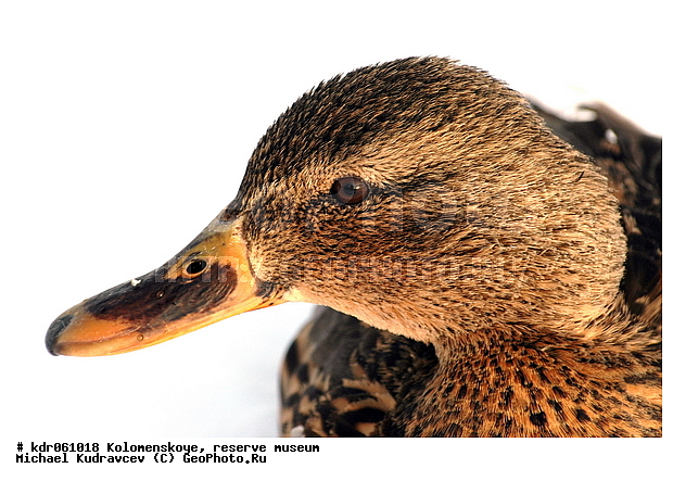 Anas platyrhynchos, �����������, ������, �����-����������, ����, ������, ����, ����, ������, ������, �����, ��������, �����, ����, ����, ����-������, �����, �����������������, ������������� �����, XYZ, ������, Anatidae, ������, Anas platyrhynchos, �����������������, ������������� �����, XYZ, ������, Anatidae, ������, Anas platyrhynchos