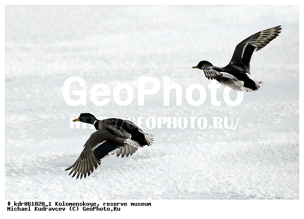 Anas platyrhynchos, �����������, ������, �����-����������, �����, ���, ���, ����, �����, ������, ������, �����, ��������, ����, �����, �����, ����, ����, ����-������, �����, �����������������, ������������� �����, XYZ, ������, Anatidae, ������, Anas platyrhynchos, �����������������, ������������� �����, XYZ, ������, Anatidae, ������, Anas platyrhynchos