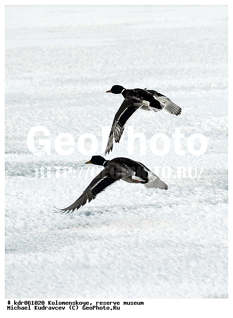 Anas platyrhynchos, �����������, ������, �����-����������, �����, ���, ���, ����, �����, ������, ������, �����, ��������, ����, �����, �����, ����, ����, ����-������, �����, �����������������, ������������� �����, XYZ, ������, Anatidae, ������, Anas platyrhynchos, �����������������, ������������� �����, XYZ, ������, Anatidae, ������, Anas platyrhynchos