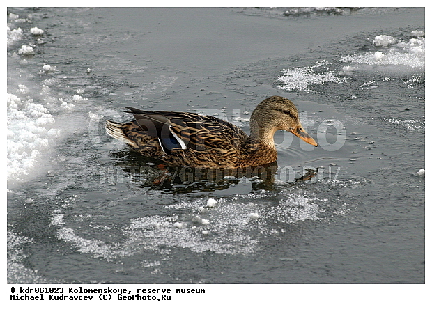 Anas platyrhynchos, �����������, ������, �����-����������, ����, �����, ������, ���, ������, �����, ��������, �����, �����, �������, �����, ����, ����, ����-������, �����, �����������������, ������������� �����, XYZ, ������, Anatidae, ������, Anas platyrhynchos, �����������������, ������������� �����, XYZ, ������, Anatidae, ������, Anas platyrhynchos