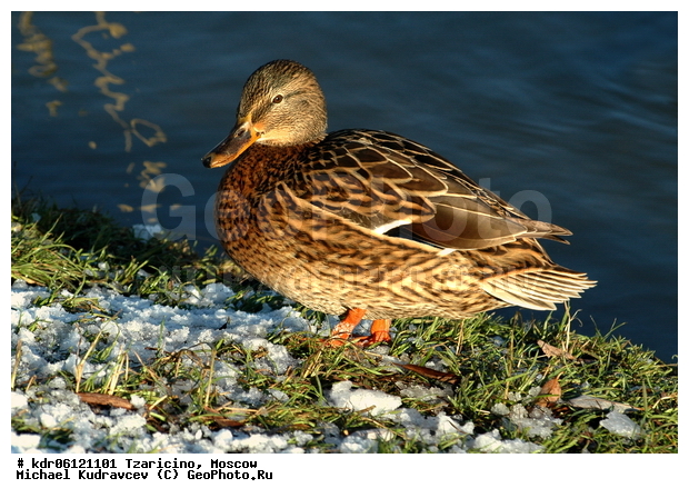 ����, �������������, ������, �����, ����, �����������������, ������������� �����, XYZ, ������, Anatidae, ������, Anas platyrhynchos, �����������������, ������������� �����, XYZ, ������, Anatidae, ������, Anas platyrhynchos