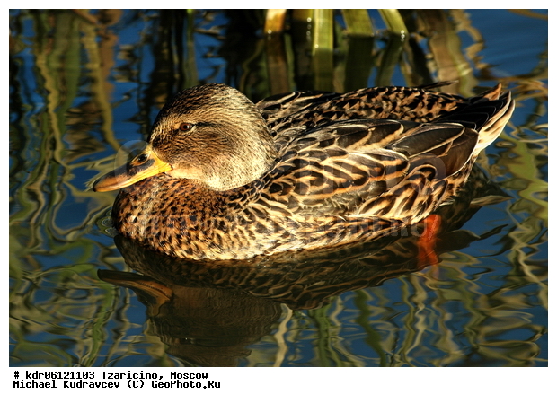 ����, �������������, ������, �����, ����, �����������������, ������������� �����, XYZ, ������, Anatidae, ������, Anas platyrhynchos, �����������������, ������������� �����, XYZ, ������, Anatidae, ������, Anas platyrhynchos