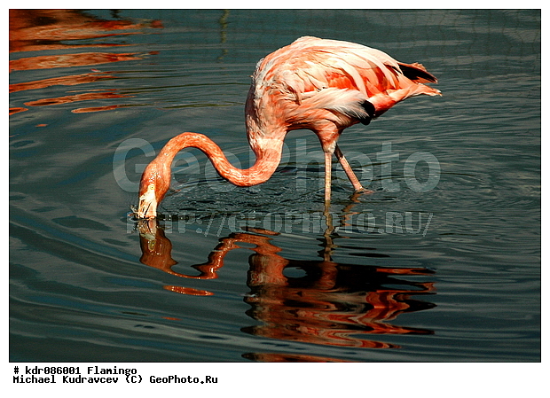 Phoenicopterus roseus, ����, ������, ������������, ������, �������, �����, ����������, ����, ����, ���������, ���������� �������, ����, ����, ��������, ���������, �������, ��������, ��������, ������������, ���������, ����, �����, �������, ������� ��������, ��������, ���, �����, �����, XYZ, �����������, Phoenicopteridae, ������������ ��������, ������� ��������, Phoenicopterus roseus