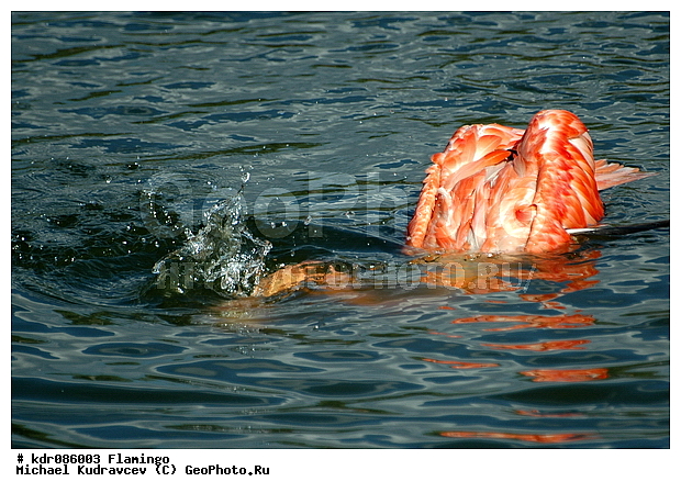Phoenicopterus roseus, ������, ����, ������������, ������, �������, �����, ����������, �����, ����, ���������, ���������� �������, �����, ������, ��������, ���������, �������, ��������, ��������, ������������, ���������, ����, �����, �������, ������� ��������, ��������, ���, �����, �����, XYZ, �����������, Phoenicopteridae, ������������ ��������, ������� ��������, Phoenicopterus roseus