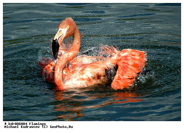 Phoenicopterus roseus, ������, ����, ������������, ������, �������, �����, ����������, �����, ����, ���������, ���������� �������, �����, ������, ��������, ���������, ������������, �������, ��������, ��������, ������������, ���������, ����, �����, �������, ������� ��������, �������, ��������, ���, �����, �����, XYZ, �����������, Phoenicopteridae, ������������ ��������, ������� ��������, Phoenicopterus roseus