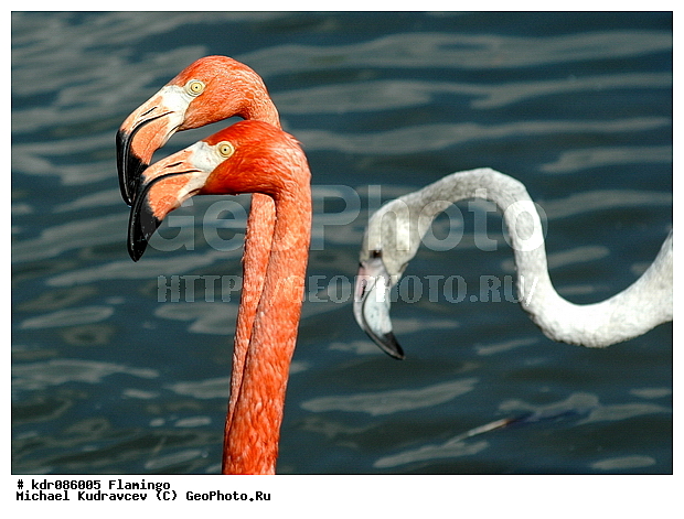 Phoenicopterus roseus, �����, ����������, ������������, ������, �������, �����, ����������, ���������� �������, ��������, ��������, ������������, ���������, ����, �����, �������, ������� ��������, ���, ����, ��������, ���, �����, �����, XYZ, �����������, Phoenicopteridae, ������������ ��������, ������� ��������, Phoenicopterus roseus