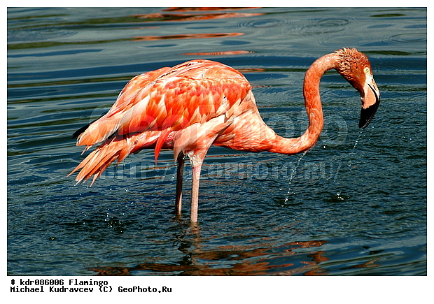 Phoenicopterus roseus, ������, ����, ������������, ������, �������, �����, ����������, �����, ����, ���������, ���������� �������, ����, ����, �����, ������, ��������, ���������, ������������, �������, ��������, ��������, ������������, ���������, ����, �����, �������, ������� ��������, �������, ��������, ���, �����, �����, XYZ, �����������, Phoenicopteridae, ������������ ��������, ������� ��������, Phoenicopterus roseus