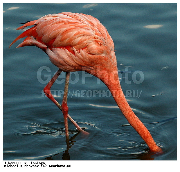 Phoenicopterus roseus, ����, ������������, ������, �������, �����, ����������, ����, ���������, ���������� �������, ����, ����, �����, ������, ��������, ���������, �������, ��������, ��������, ������������, ���������, ����, �����, �������, ������� ��������, ��������, ���, �����, �����, XYZ, �����������, Phoenicopteridae, ������������ ��������, ������� ��������, Phoenicopterus roseus