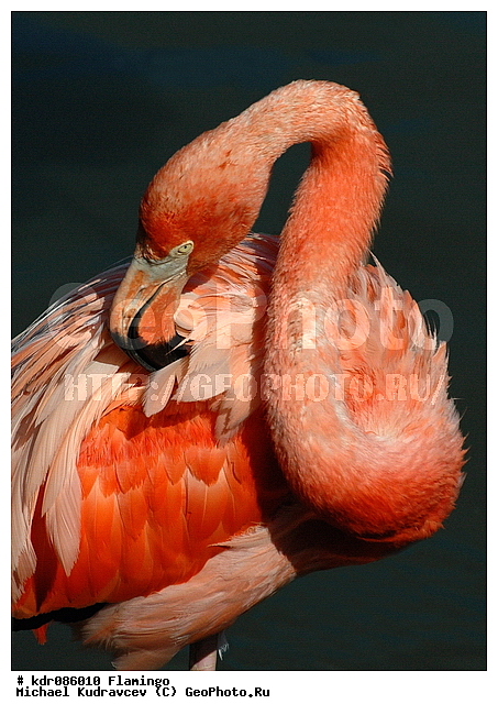 Phoenicopterus roseus, �������, ������, ������������, ������, �������, �����, ����������, ����, ���������� �������, ��������, ����, ��������, ������������, ���������, ����, �����, �������, ������� ��������, ���������, ��������, �������, �������, ���, �����, �����, XYZ, �����������, Phoenicopteridae, ������������ ��������, ������� ��������, Phoenicopterus roseus