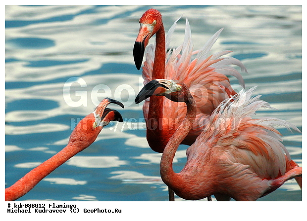 Phoenicopterus roseus, �������������, ��������, ���������������, ������, ������, �������, ����, ���������� �������, ��������, ���������, ���������, ��������, ���������, ���������, �����, �������, ������� ��������, ���, ����, ��������, ���, �����, �����, XYZ, �����������, Phoenicopteridae, ������������ ��������, ������� ��������, Phoenicopterus roseus