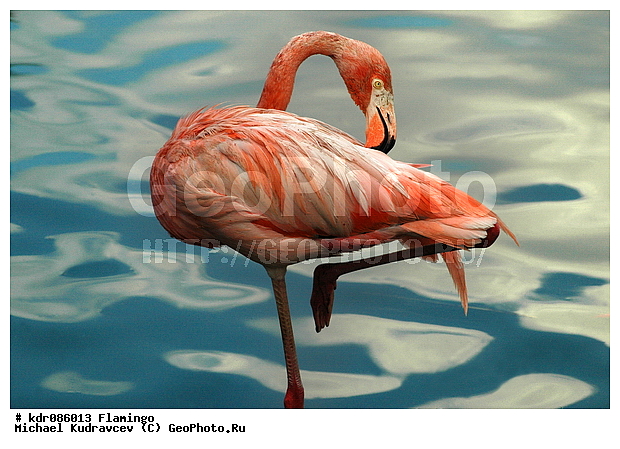 Phoenicopterus roseus, �������, ������, ������������, ������, �������, �����, ����������, ����, ���������� �������, ��������, ��������, ������������, ���������, ����, �����, �������, ������� ��������, ���������, ��������, �������, �������, ���, �����, �����, XYZ, �����������, Phoenicopteridae, ������������ ��������, ������� ��������, Phoenicopterus roseus