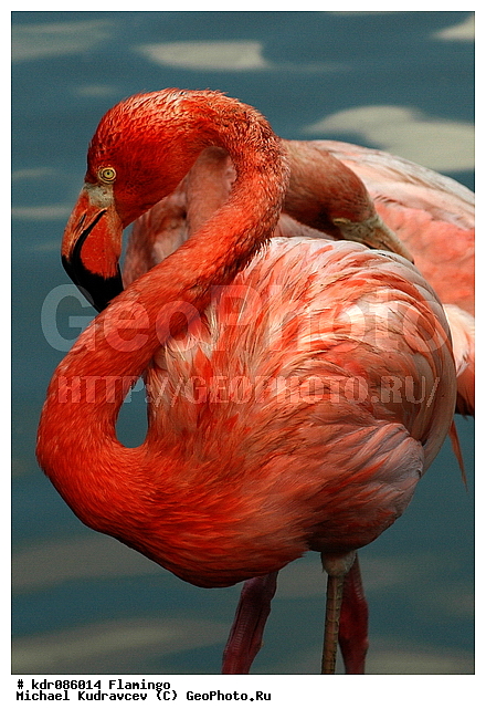 Phoenicopterus roseus, �������, ������, ������������, ������, �������, �����, ����������, ����, ���������� �������, ��������, ��������, ������������, ���������, ����, �����, �������, ������� ��������, ���������, ��������, �������, �������, ���, �����, �����, XYZ, �����������, Phoenicopteridae, ������������ ��������, ������� ��������, Phoenicopterus roseus