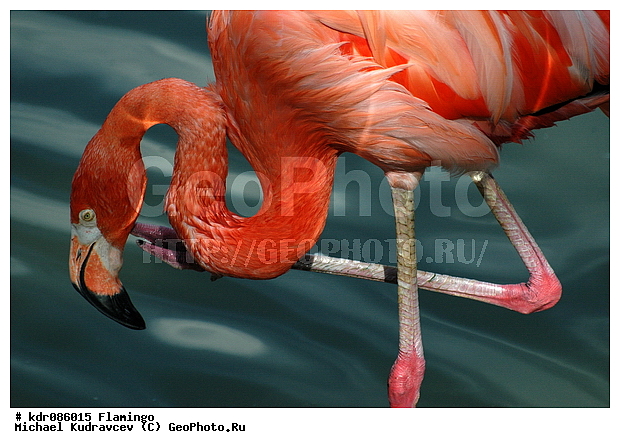 Phoenicopterus roseus, �������, ������, ������������, ������, �������, �����, ����������, ����, ���������� �������, ����, ��������, ��������, ������������, ���������, ����, �����, �������, ������� ��������, ���������, ��������, �������, �������, ���, �����, �����, XYZ, �����������, Phoenicopteridae, ������������ ��������, ������� ��������, Phoenicopterus roseus