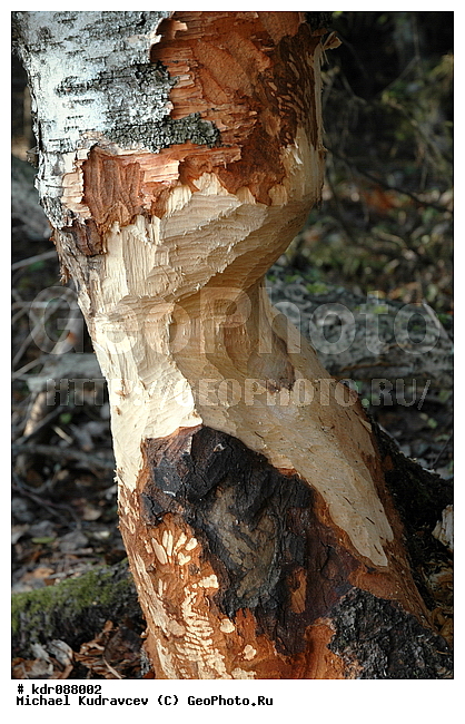 ����, ����� �����������������