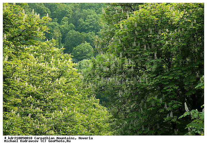 ����������, �������, ����, �����, ����� ����, �������, ������, ����������, �������, ���, ���, ����, ������, ��������, ������, �����