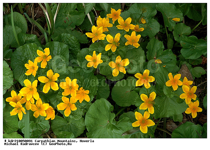 �������, �����, ���, ������ ���������