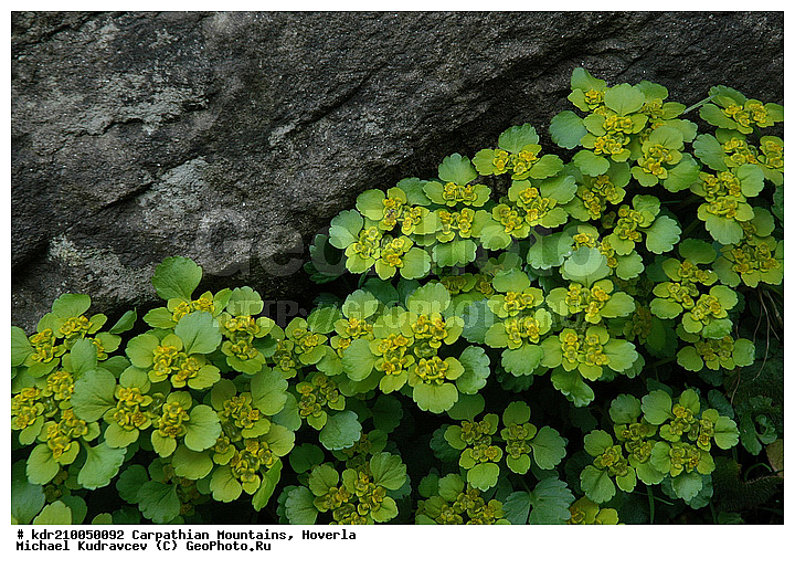 Chrysosplenium alternifolium, �������, ������������, �����, ���, ������ ���������