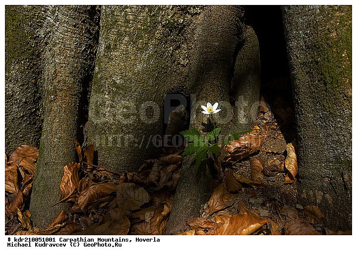 �������, �����, ���, ������ ���������