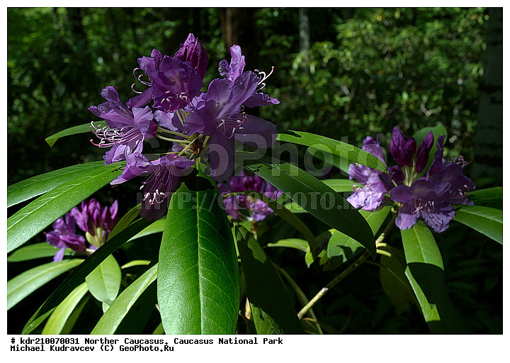 Rhododendron ponticum, ����������, ������, ���������� ���������� ����������, ���������� ����������, ����������� ����������, �������� ������, �����, �������, �����, ��������, �����������, ��������, ����������, ������, ��������, ������ ��������, �����, ��������,  ���������� ��������, ������� ��������, ������, �����, XYZ, ����������, Ericaceae, ���������, ����������, ������������ ��������, ������������ ��������, ������������, ������������ �����������, �����������, ������������, ���������, �����, ����������