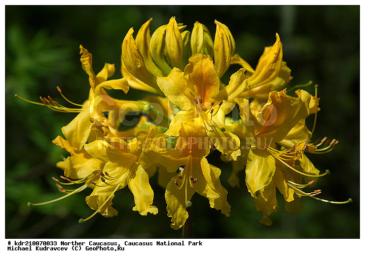 Rhododendron luteum, ����������, ������, ���������� ���������� ����������, ���������� ����������, �������� ������, �����, ������, �����������, ����������� �����, ��������, ������, ��������, ������ ��������, �����, ��������,  ���������� ��������, ������� ��������, ������, �����, XYZ, ����������, Ericaceae, Rhododendron luteum, ���������, ����������, ������������ ��������, ������������ ��������, ������������, ������������ �����������, �����������, ������������, ���������, �����, ����������