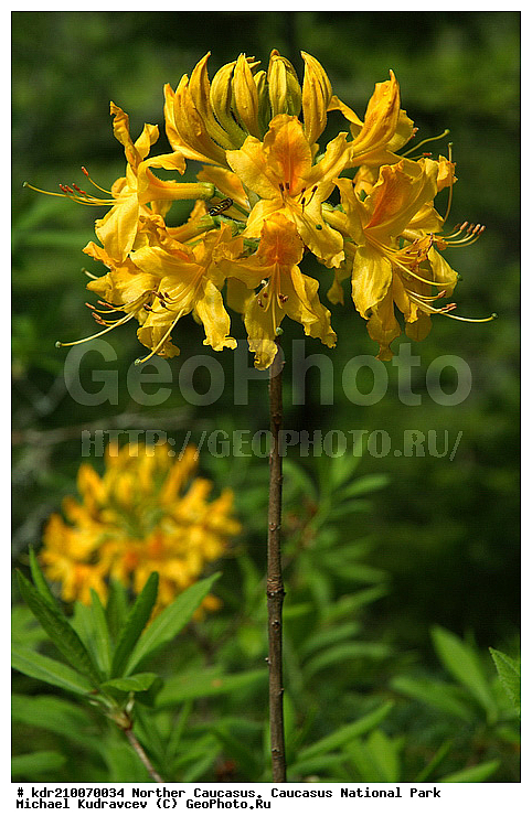 Rhododendron luteum, ����������, ������, ���������� ���������� ����������, ���������� ����������, �������� ������, �����, ������, �����������, ����������� �����, ��������, ������, ��������, ������ ��������, �����, ��������,  ���������� ��������, ������� ��������, ������, �����, XYZ, ����������, Ericaceae, Rhododendron luteum, ���������, ����������, ������������ ��������, ������������ ��������, ������������, ������������ �����������, �����������, ������������, ���������, �����, ����������