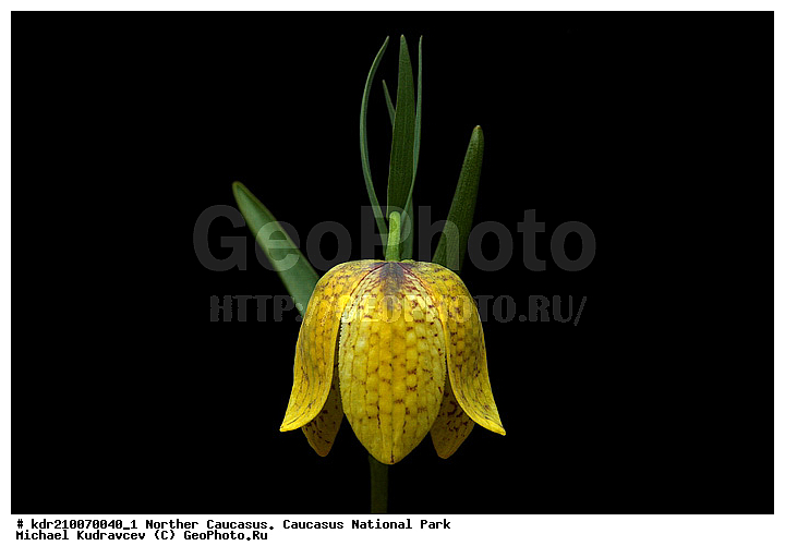Fritillaria luted, ����������, ������, ��������� ����������, �������� ������, ���������, �����, ������, ���������, ����������, ��������, ������, ������ ������, �����������, ������, ���������